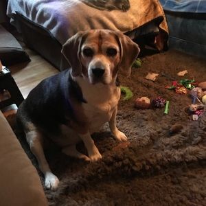 Meet your Posher, Tara